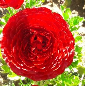 Meet your Posher, Ruth